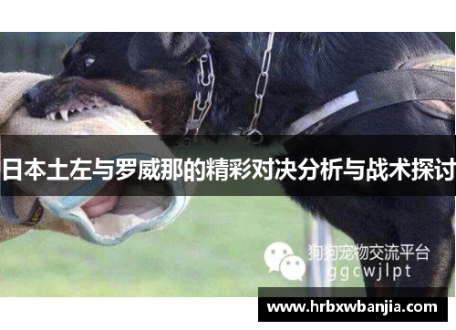 日本土左与罗威那的精彩对决分析与战术探讨
